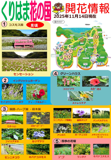 横須賀くりはま花の国・11/14～開花情報